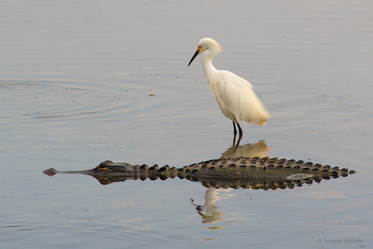 Snowy Egret and Friend