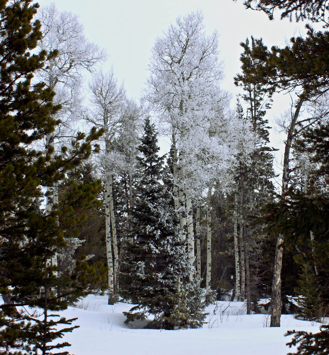 Frost Pocket