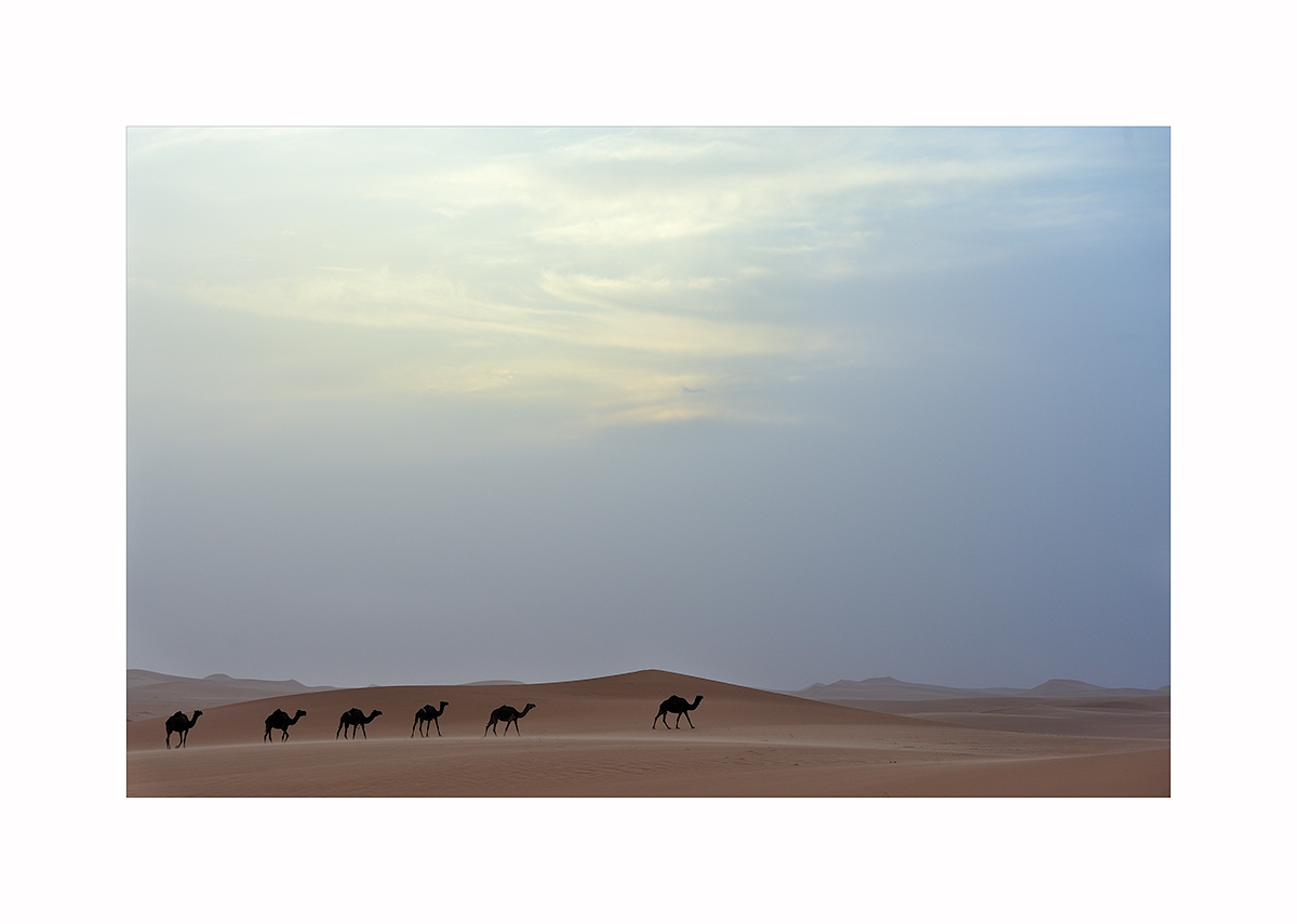Pride of the Desert