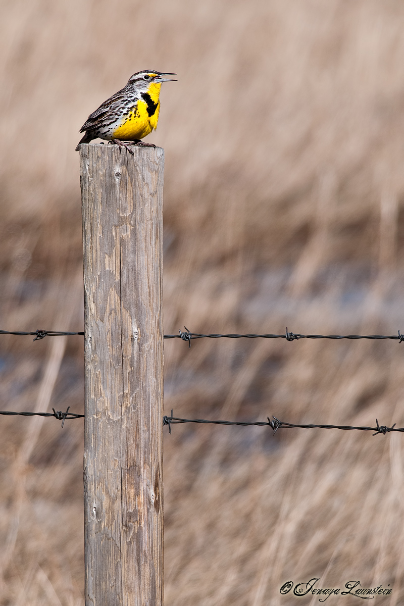 Western Meadowlark