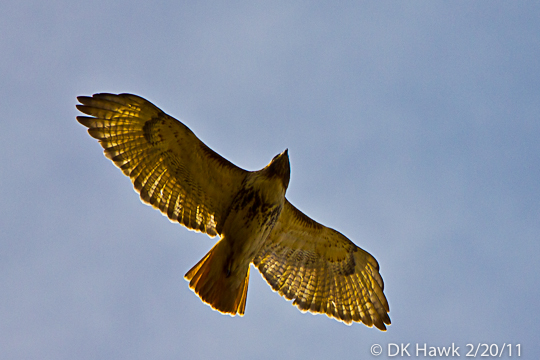 Red Tail Hawk in Flight