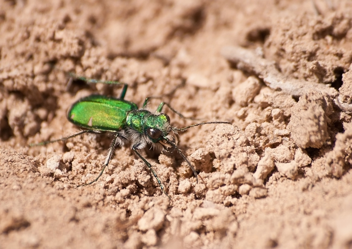Tiger Beetle Again