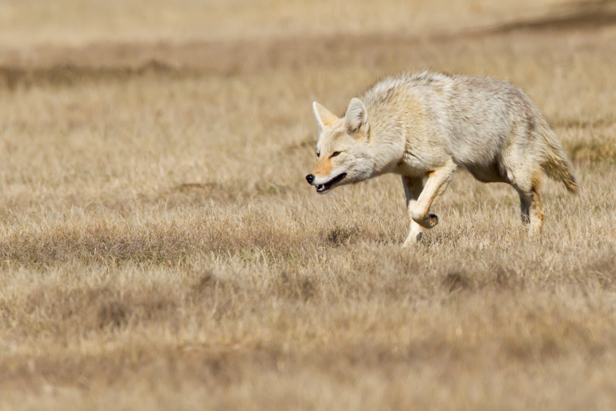Coyote 2