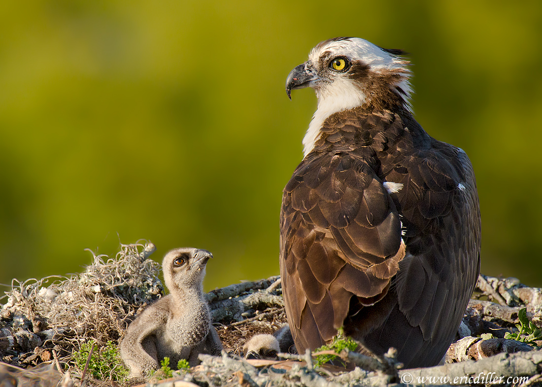 Osprey with Chicks