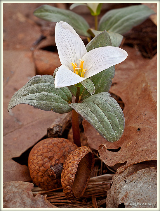 Tiny Trillium