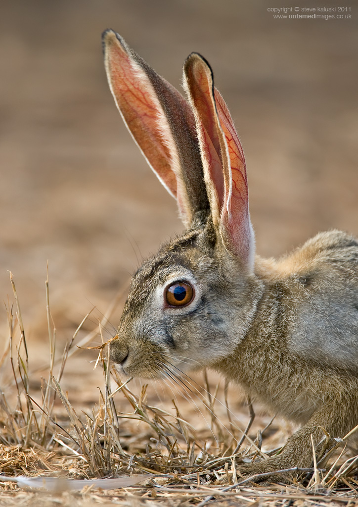 What's up Doc?