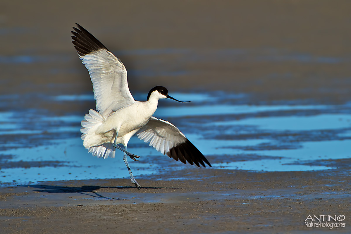 Pied Avocet