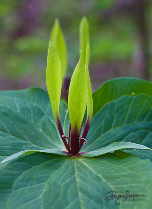 Trillium Viridescens