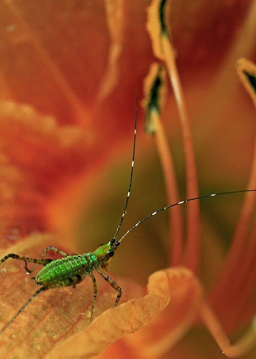 Lily explorer