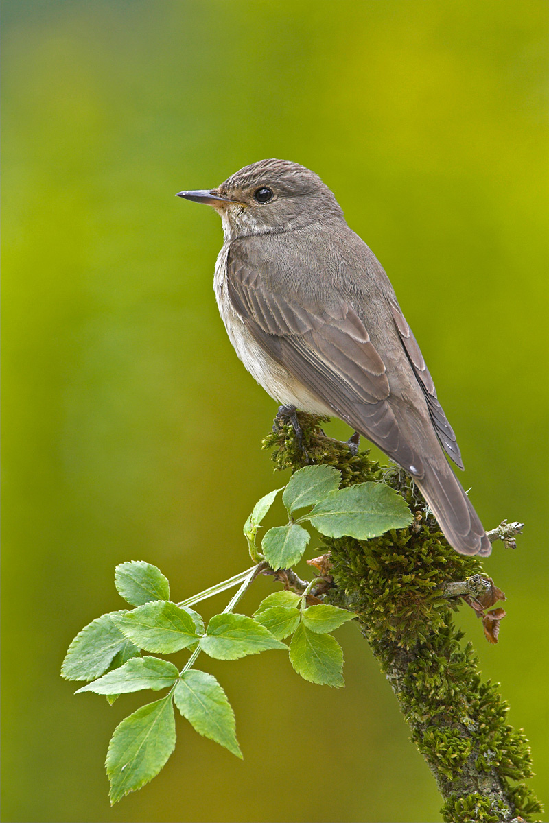 Spotted Flycatcher.