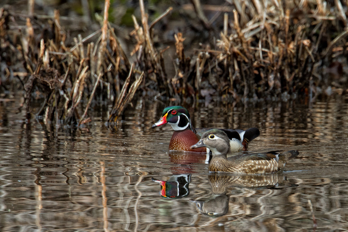 Woodie Reflections