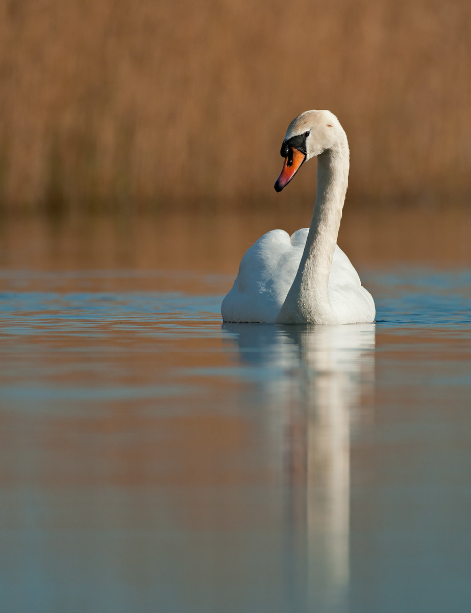 Mute Swan