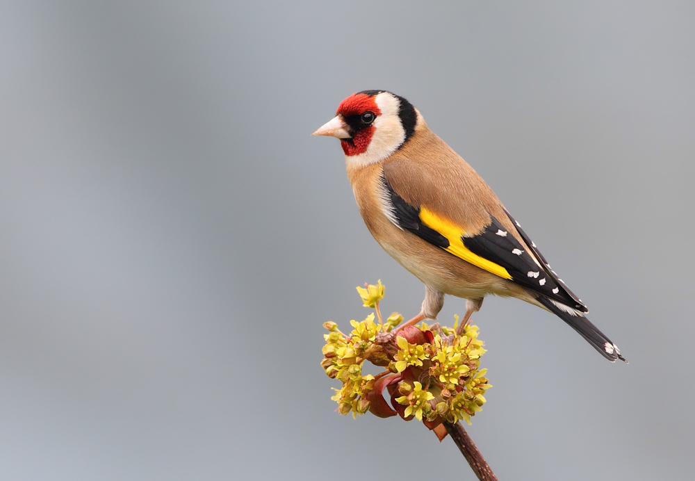 Goldfinch