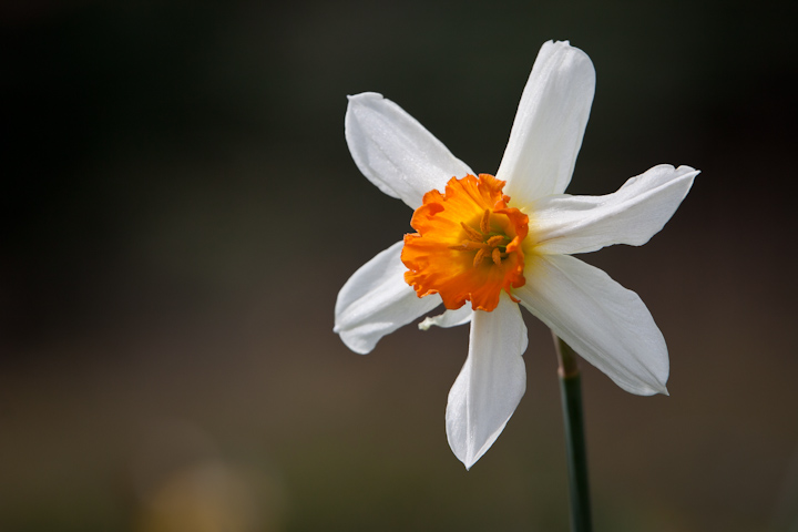 Sundays Daffodil
