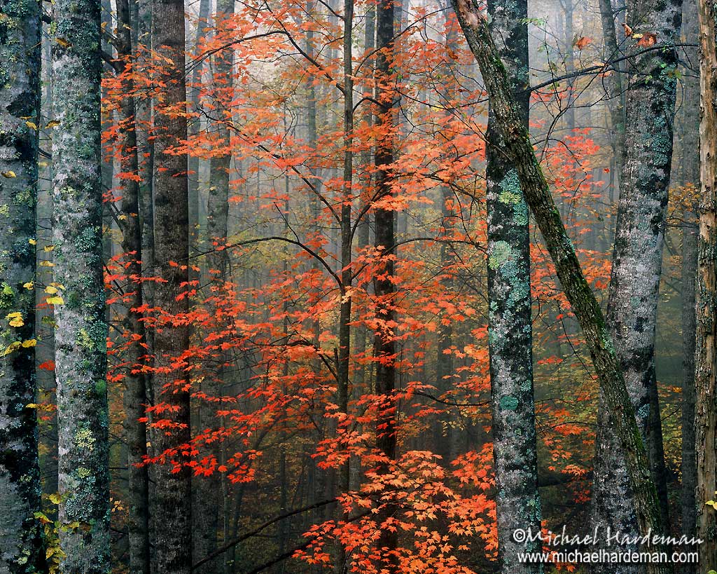 Blue Ridge Maple