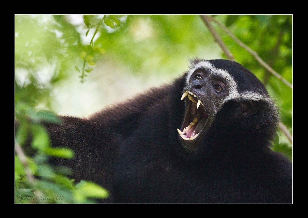 The Makings of a Yawn
