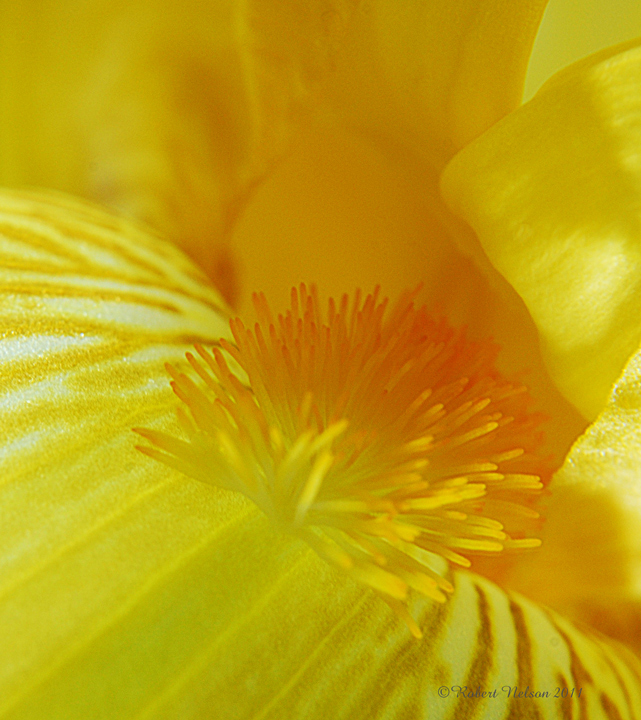 Yellow4