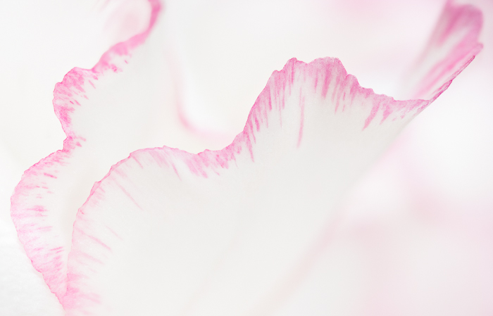 Carnation abstract