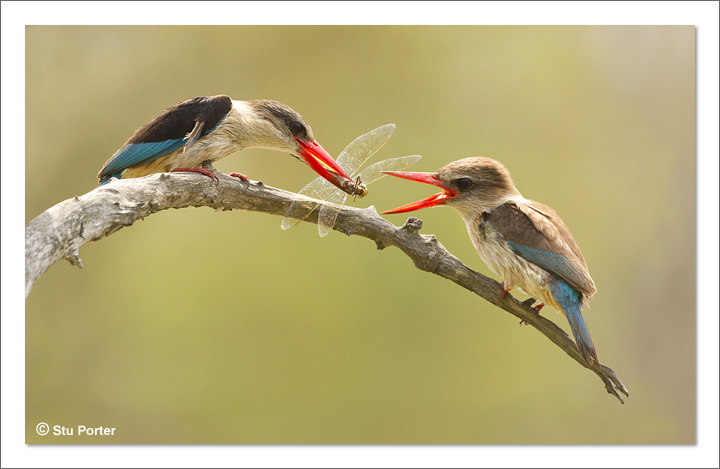 Brown Hooded Kingfishers