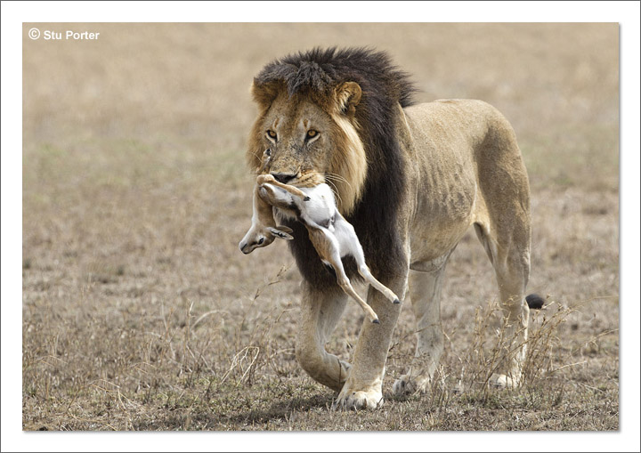 Male Lion  - Serengeti