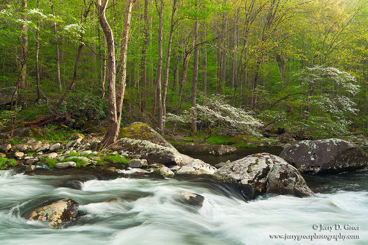 Dogwoods & Middle Prong