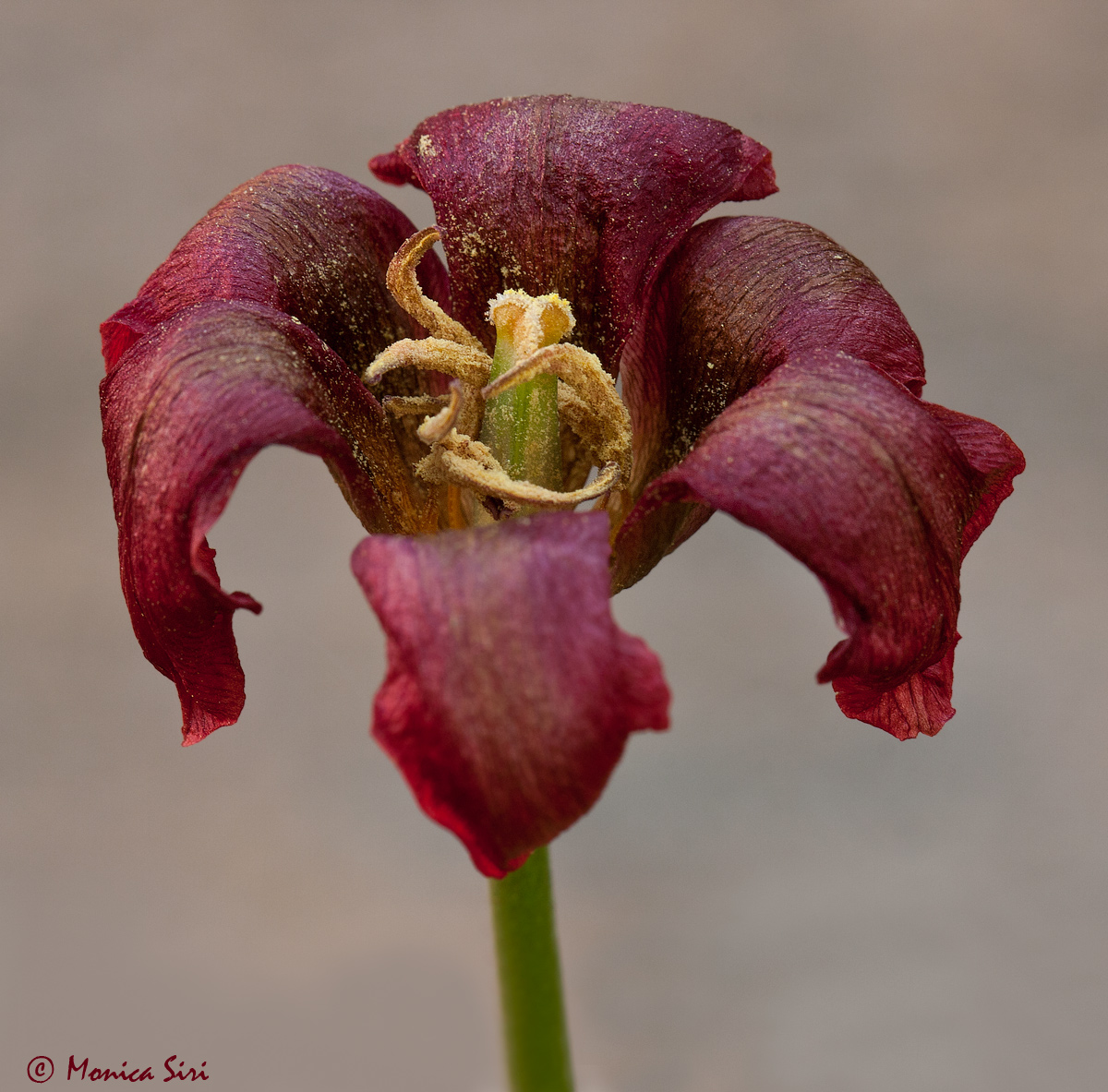 Creased amaranth color