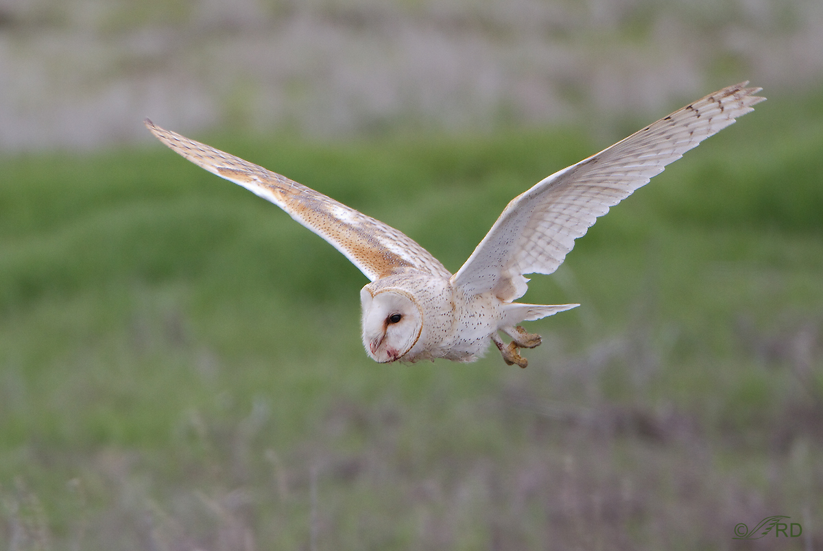 Barn Owl