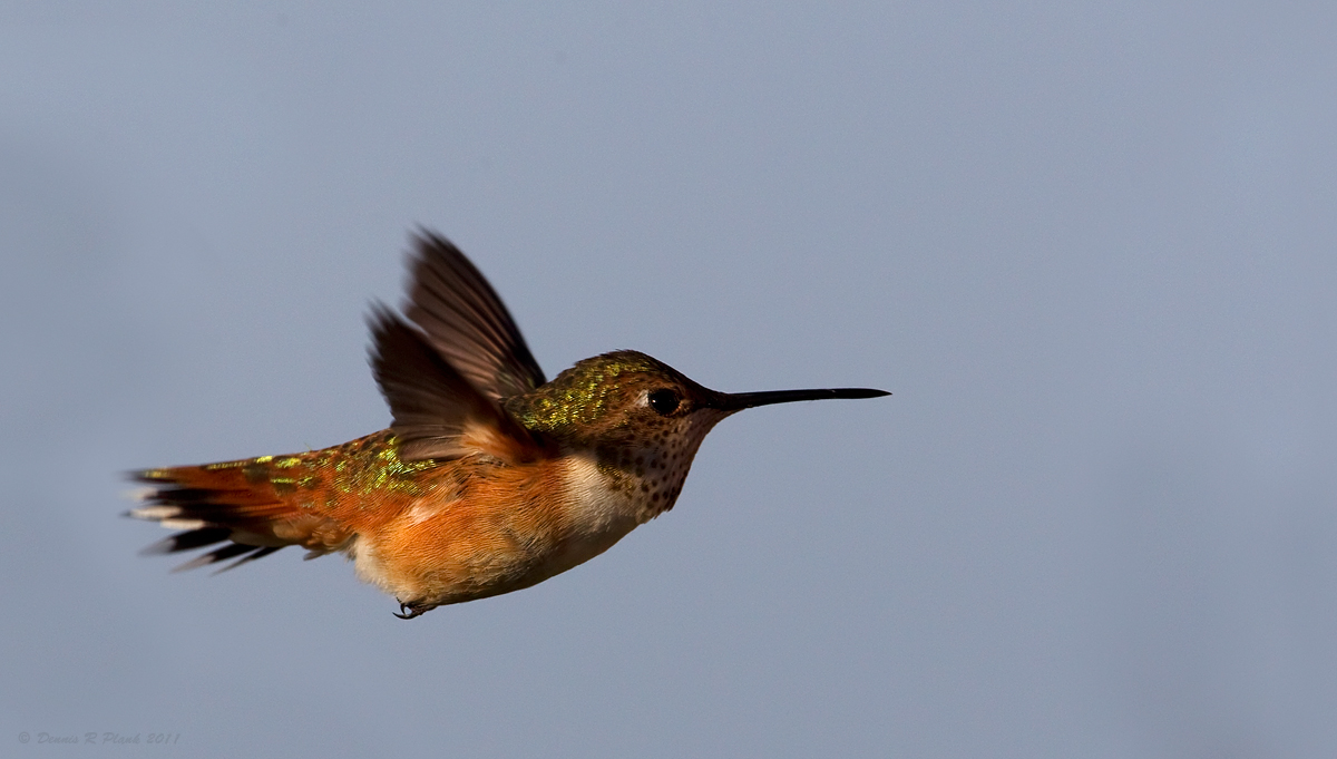 Fem. Rufous Hummingbird