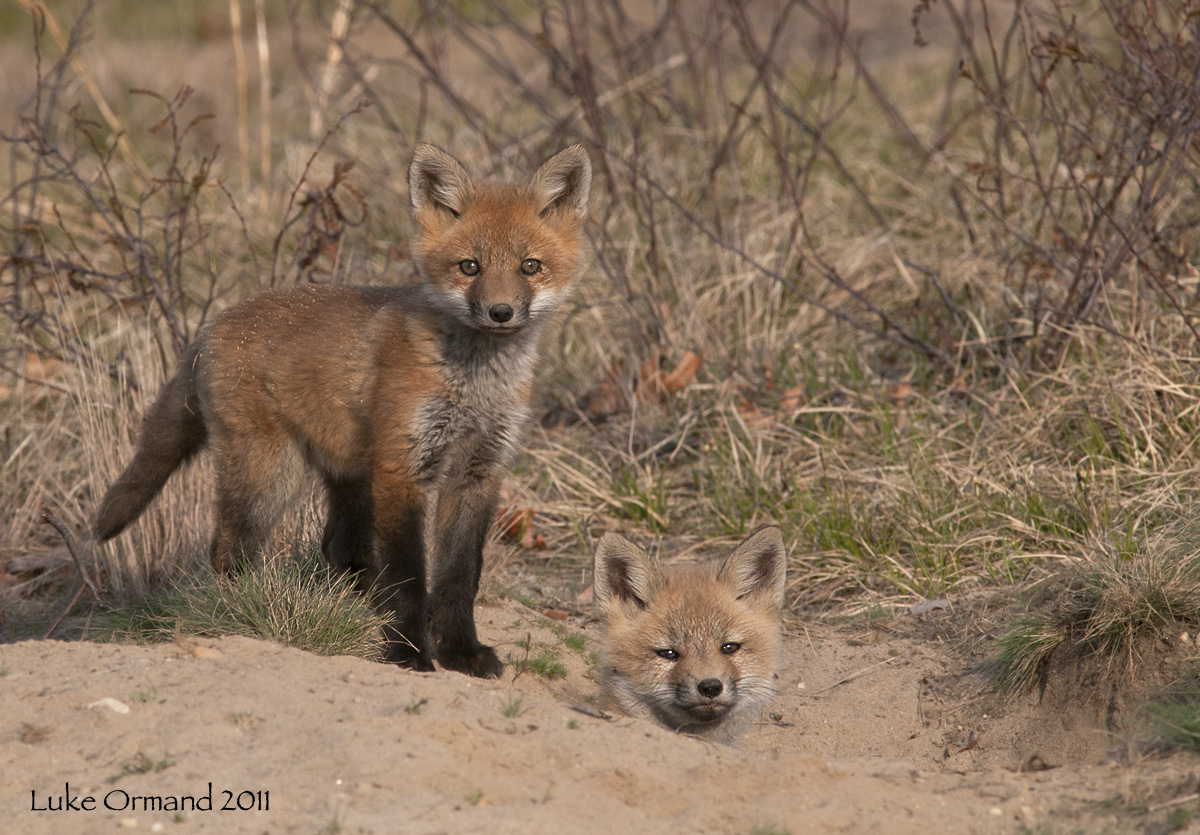 Fox kits 