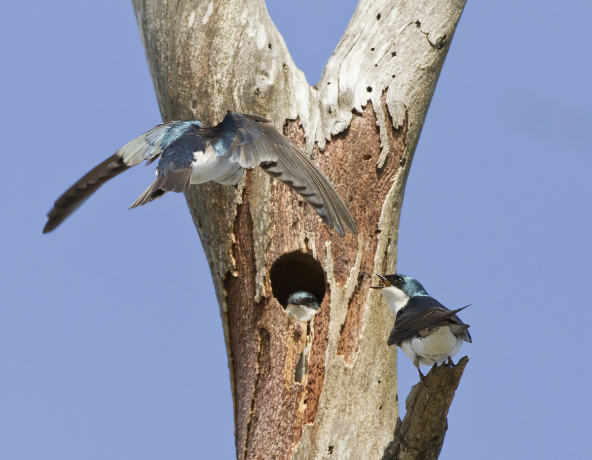 Three's a Crowd