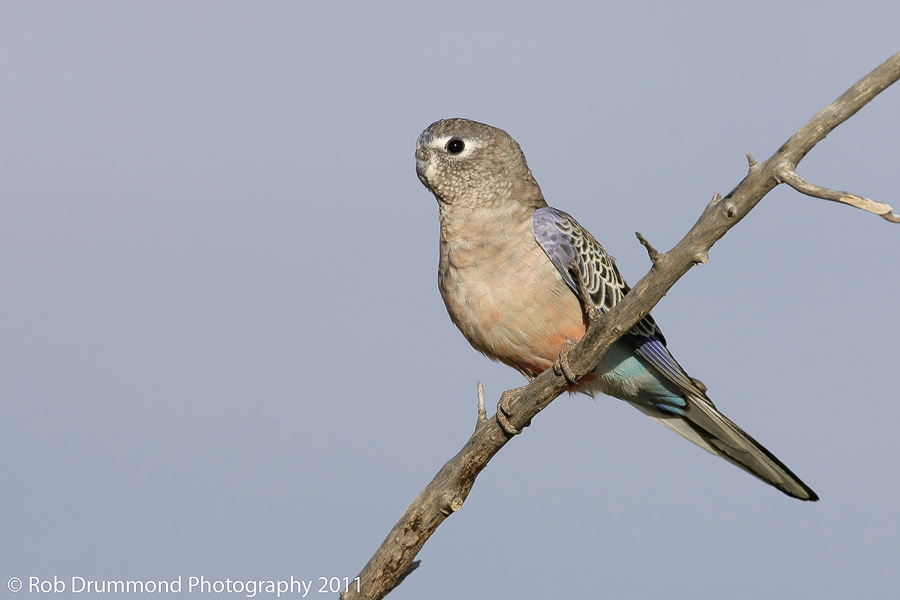 Bourke's Parrot