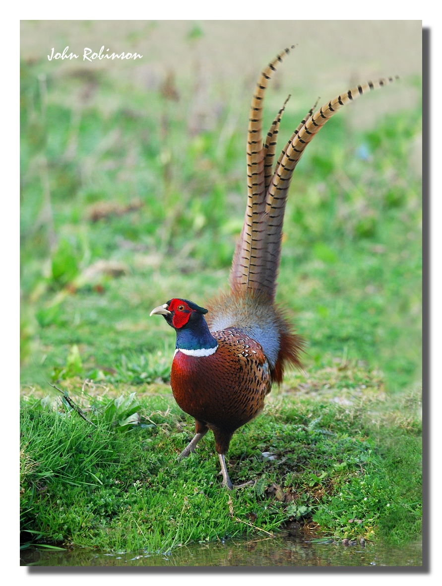Lyre bird ?