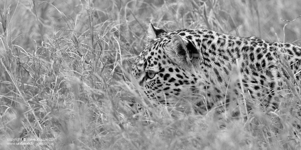 Eye of the Leopard