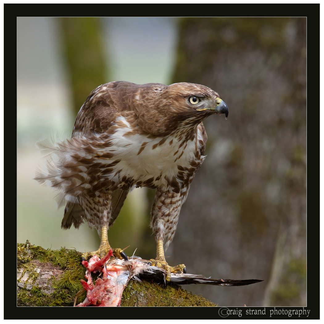 Red-Tail w/prey Repost