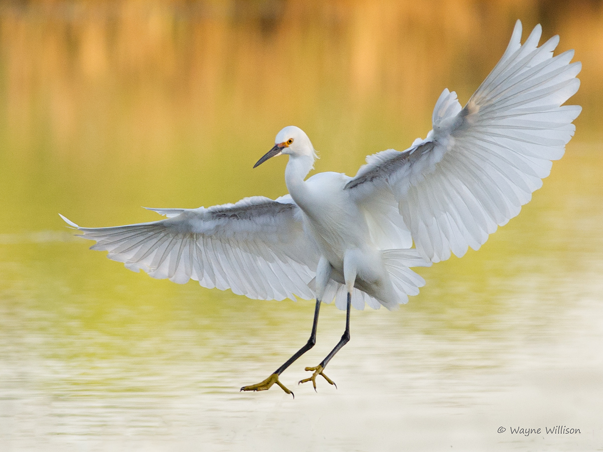 Delicate Landing 