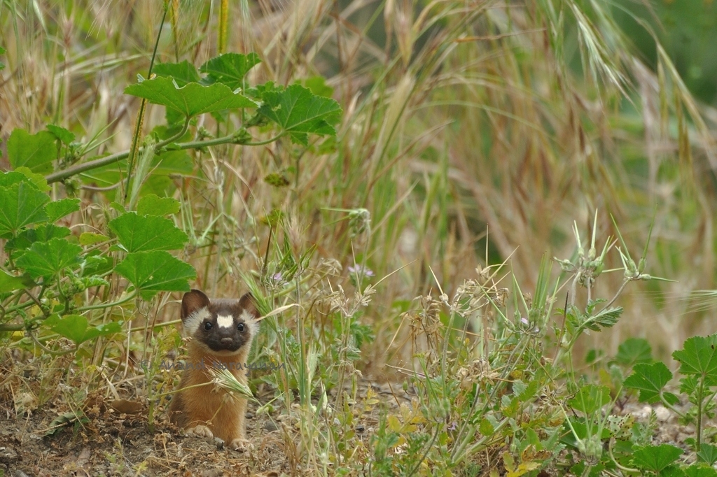 Long-tailed Weasel