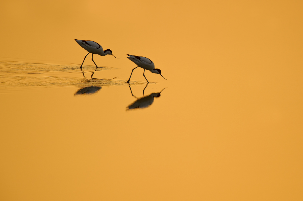 Avocets in evening light