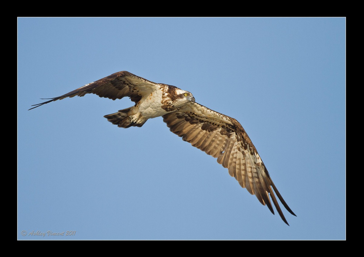 Osprey