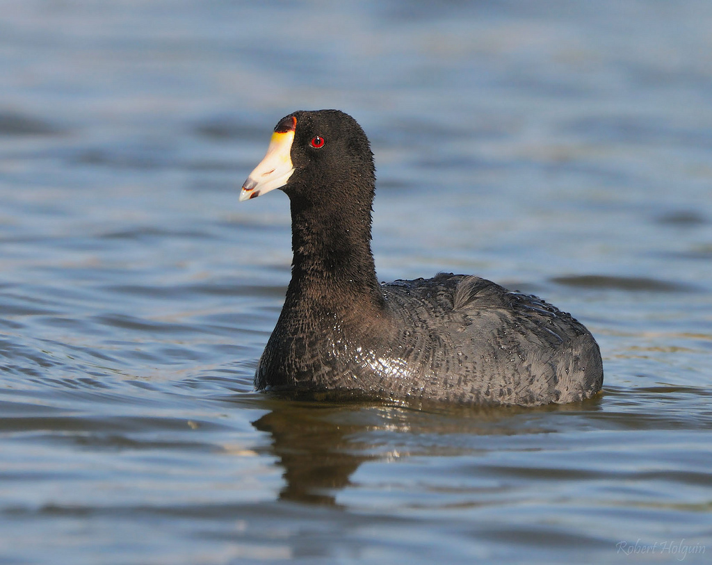 American Coot