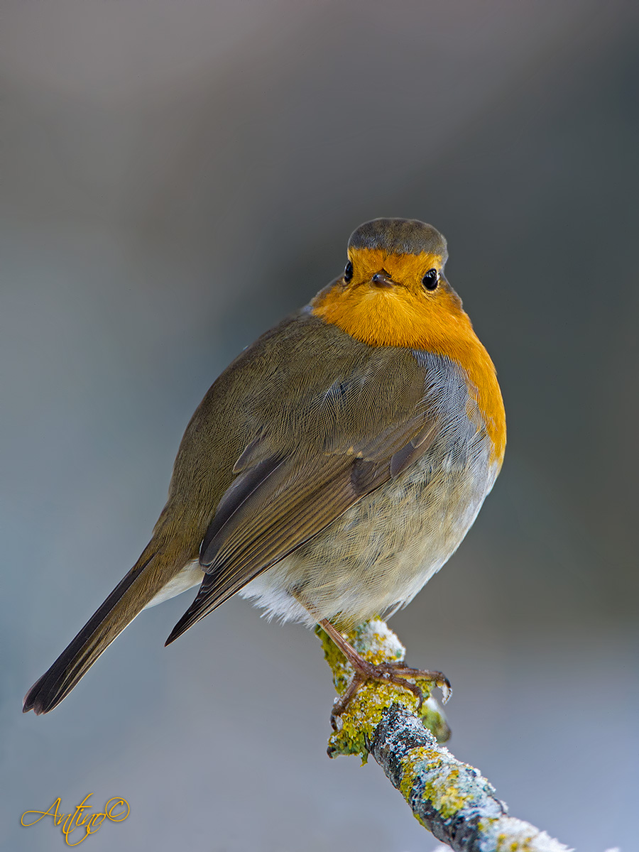 Robin