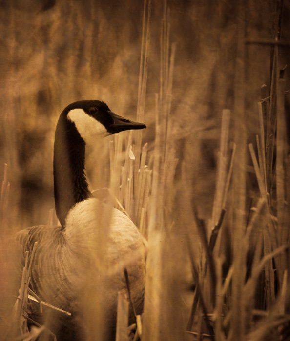 Canada goose