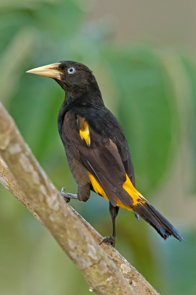 Yellow-rumped Cacique