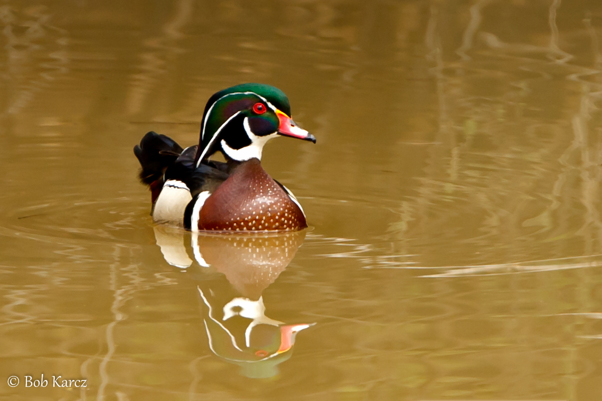 First Woody Reflection