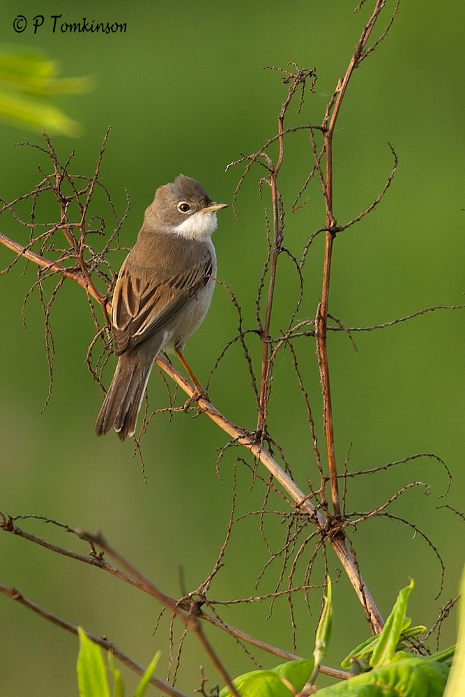 Common White throat