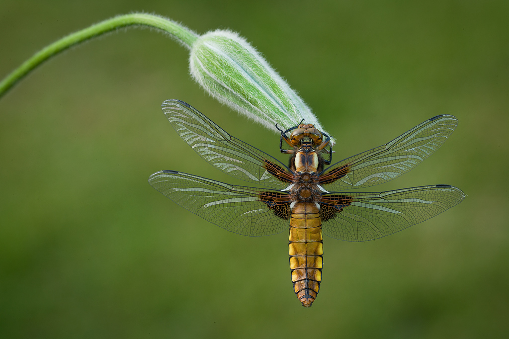 Broad Bodied Chaser