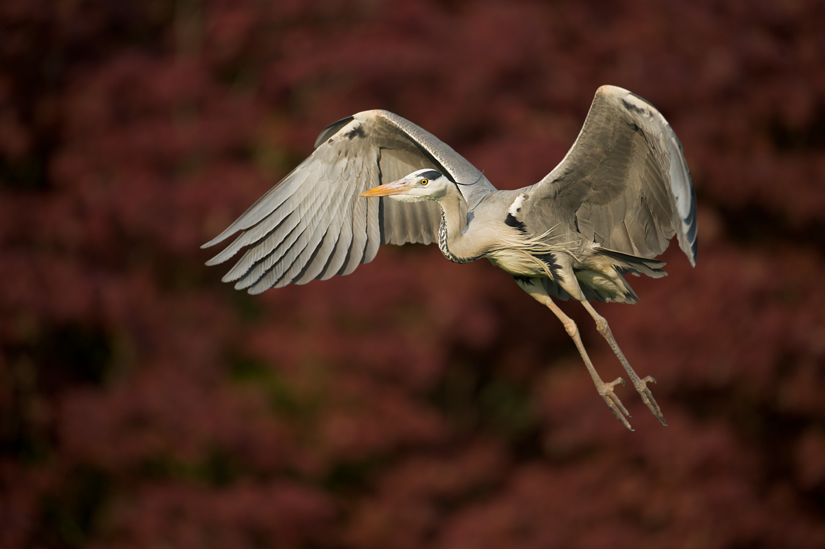 Heron