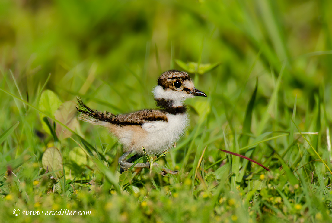 Little Killdeer Chick...