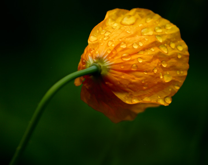 Summer Rain
