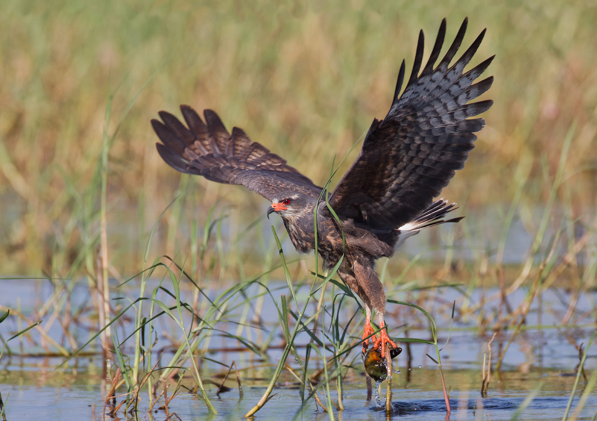 Snail kite with snail