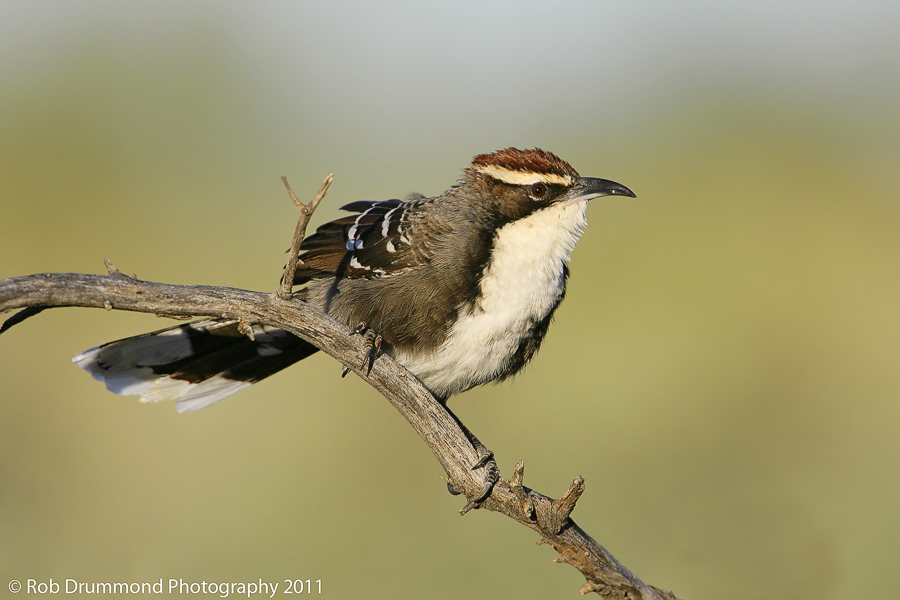 Chestnut-crowned Babbler